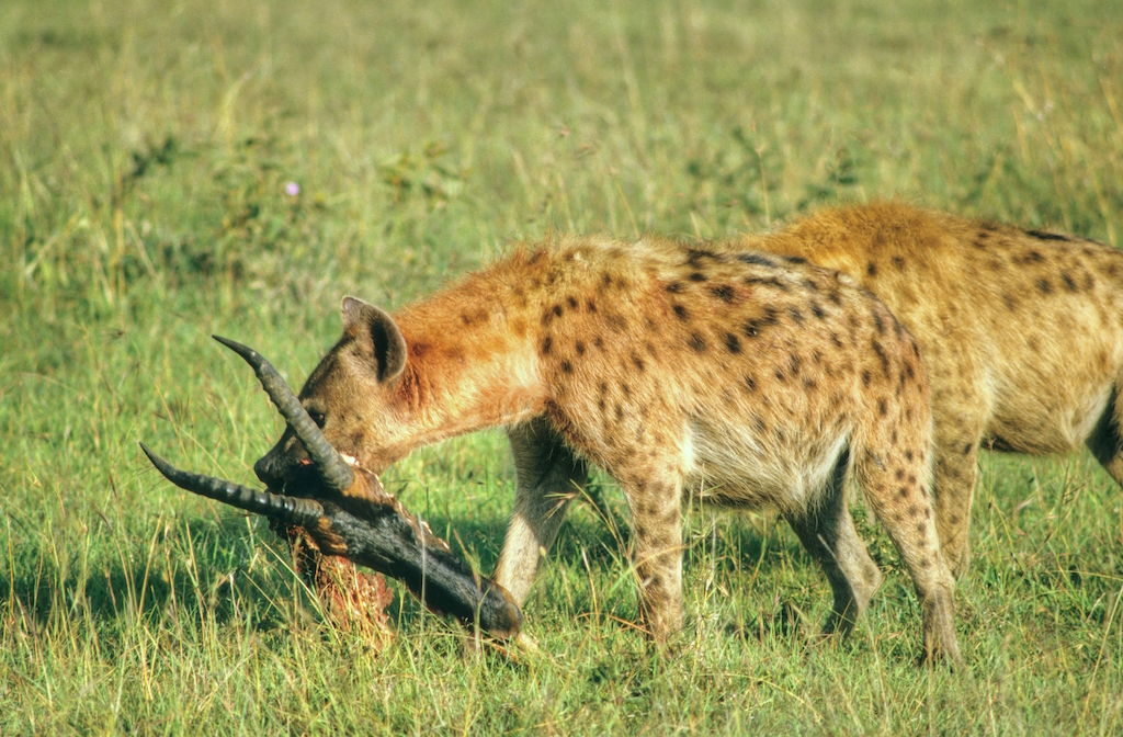 A hyena carries a gazelle head