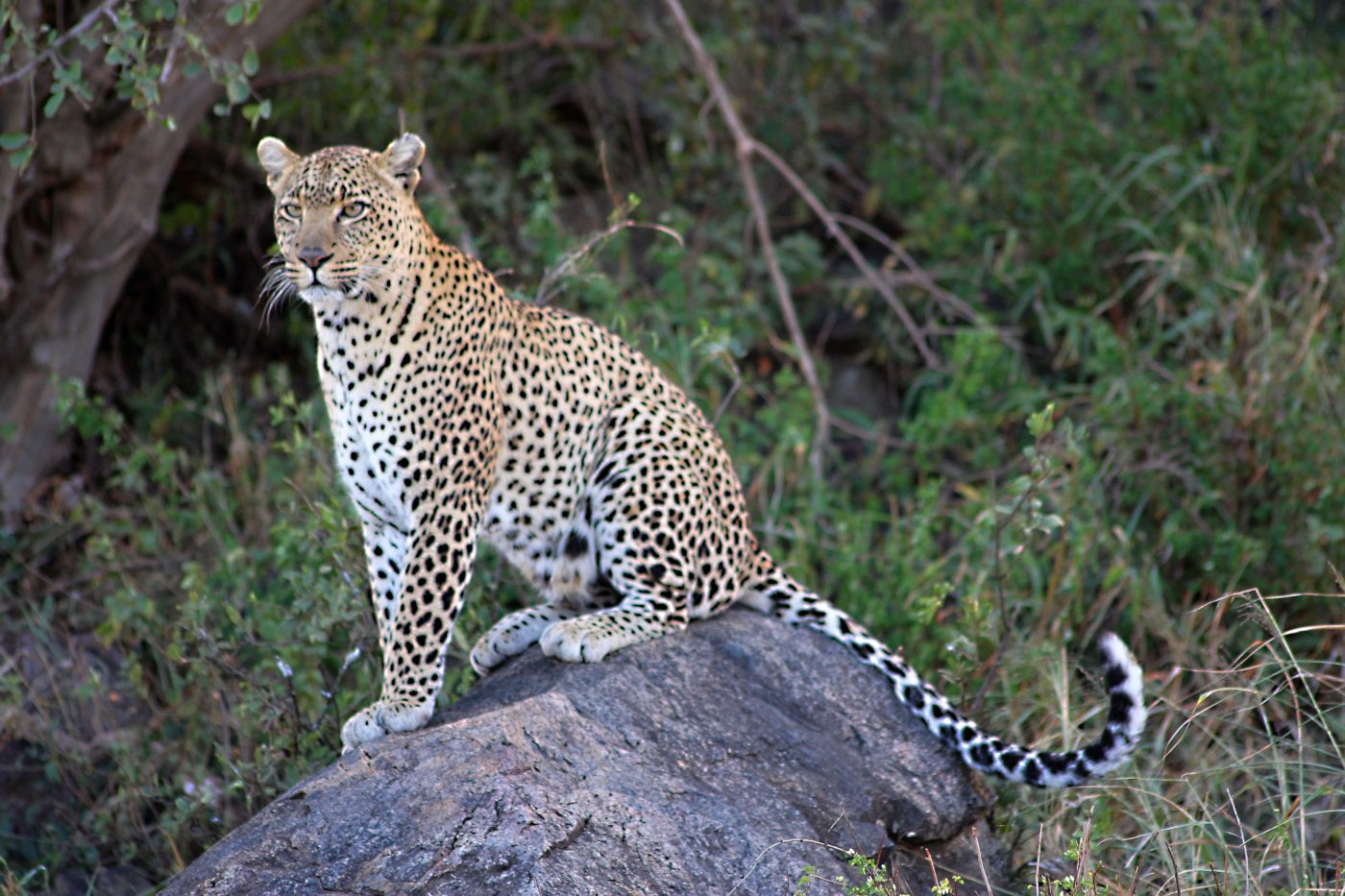 A leopard sits on a rock in front of trees