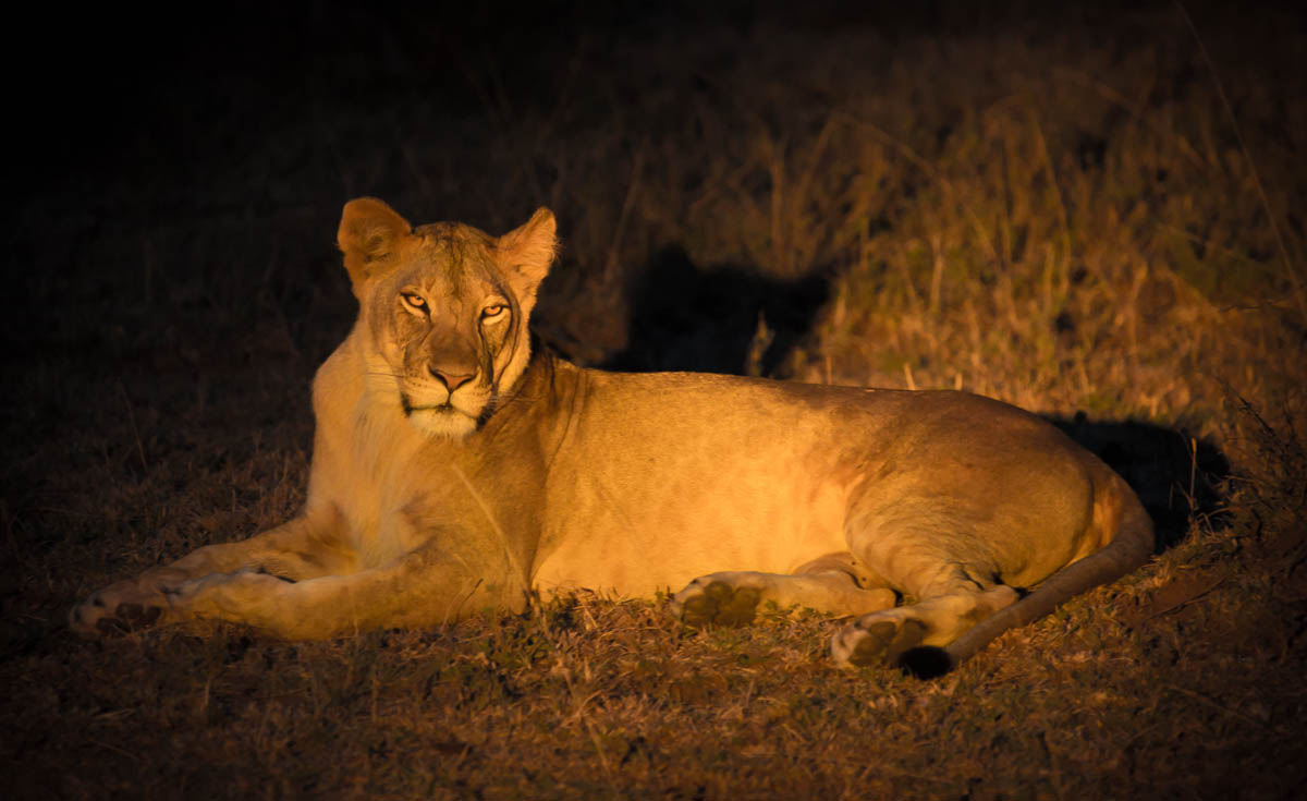 night safari in masai mara