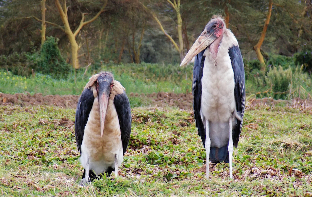 Two marabou storks sitting in the grass