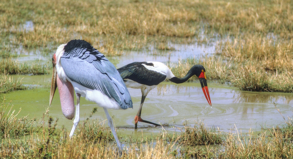 A Marabou and Saddle stork hunt for food in the water