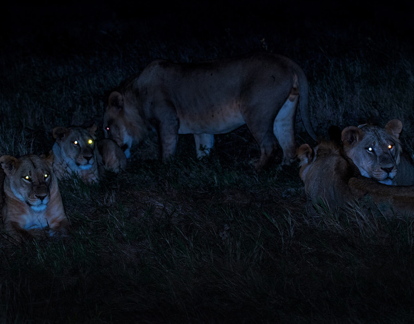 A group of lions in the dark