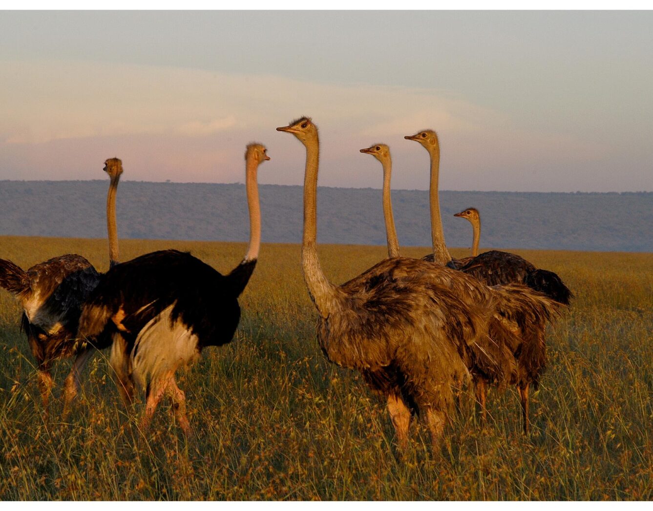 Ostriches standing in the grass