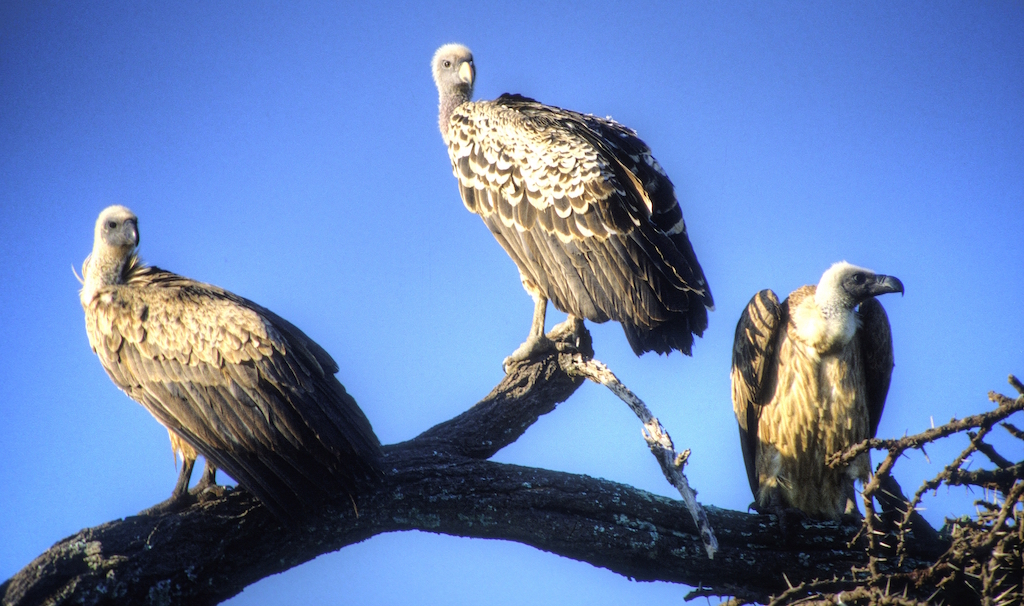 Three baby vultures sit on a branch