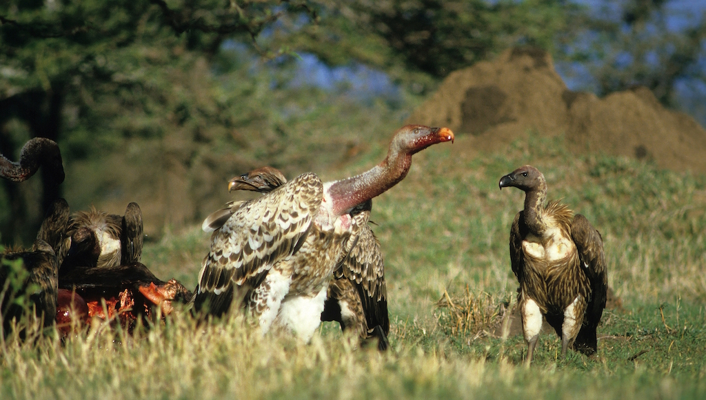 Three vultures eat scraps in the grass