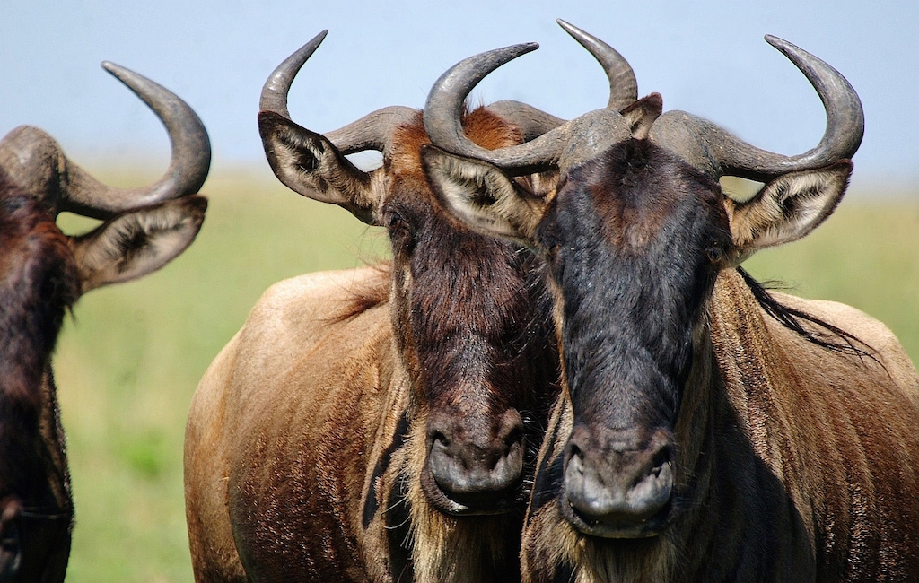 Two wildebeest faces close up