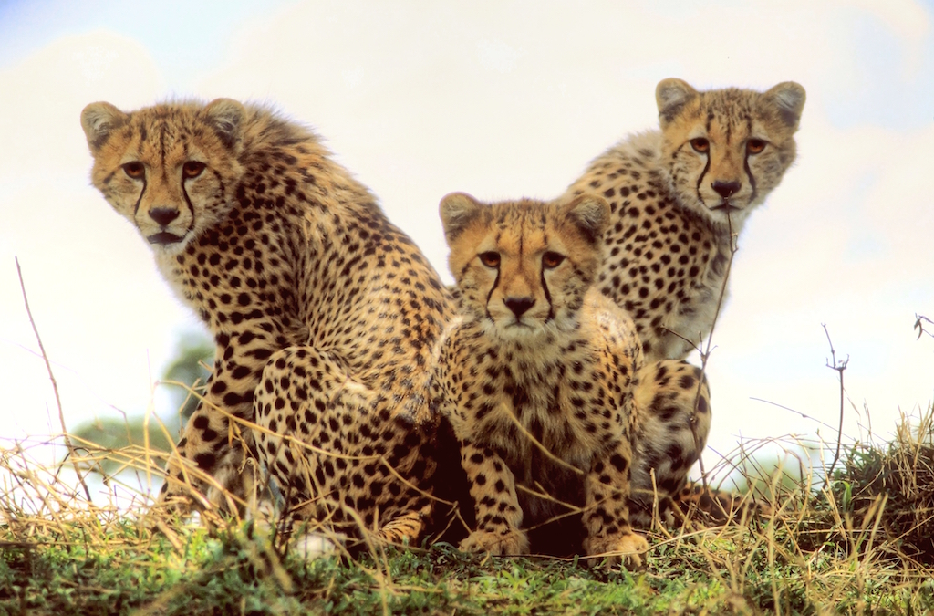 Three cheetah cubs sit in the grass