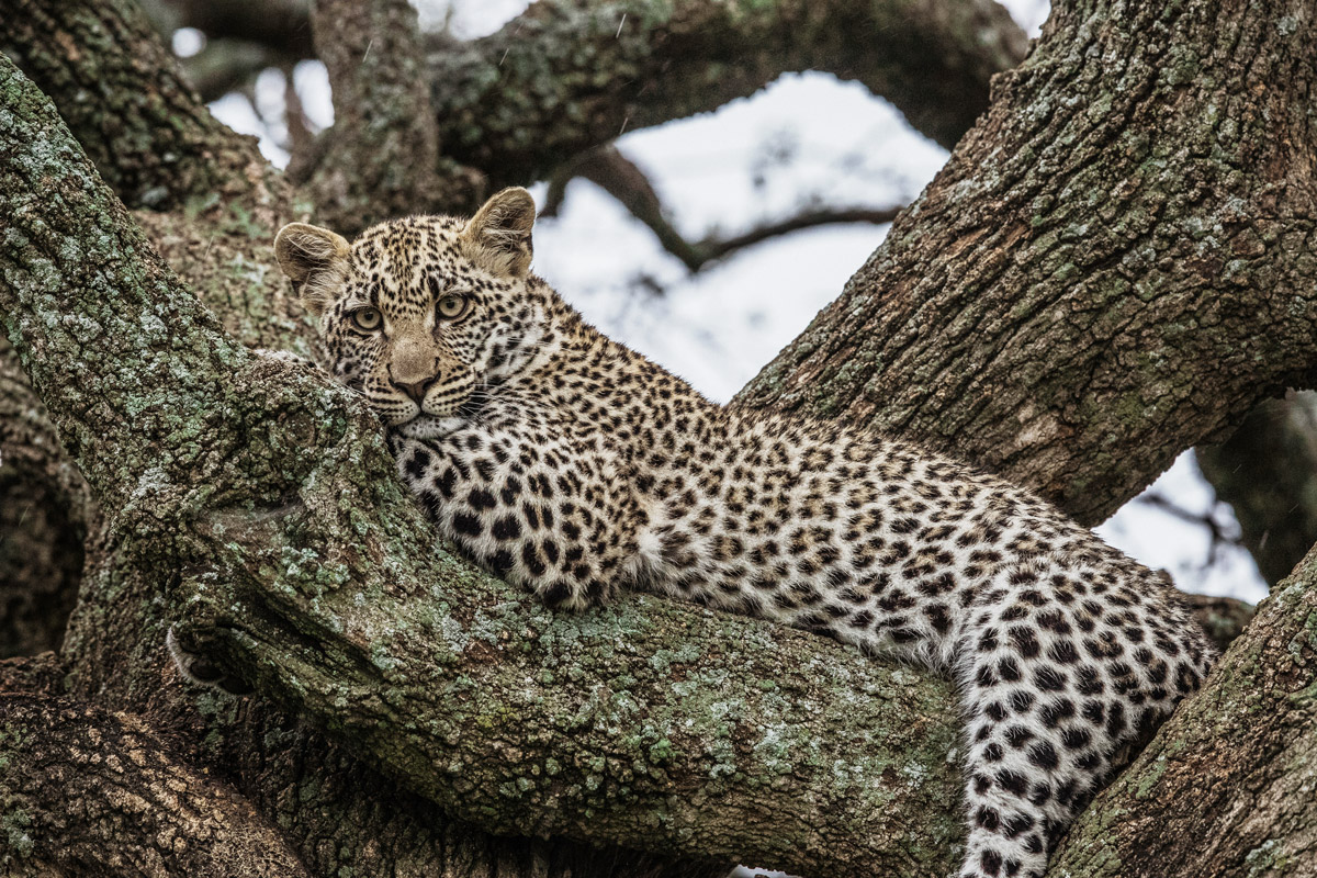 A young leopard on a tree