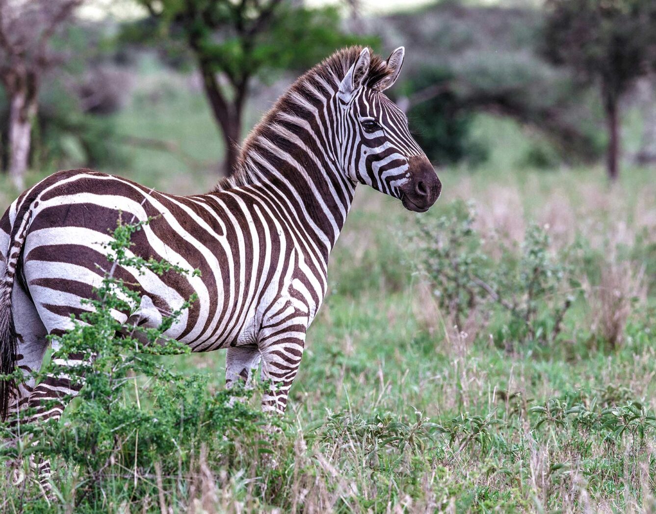 A zebra stands in the grass