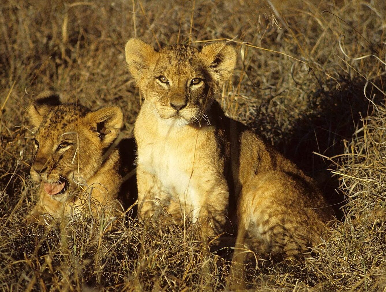 Two lion cubs sit in the grass