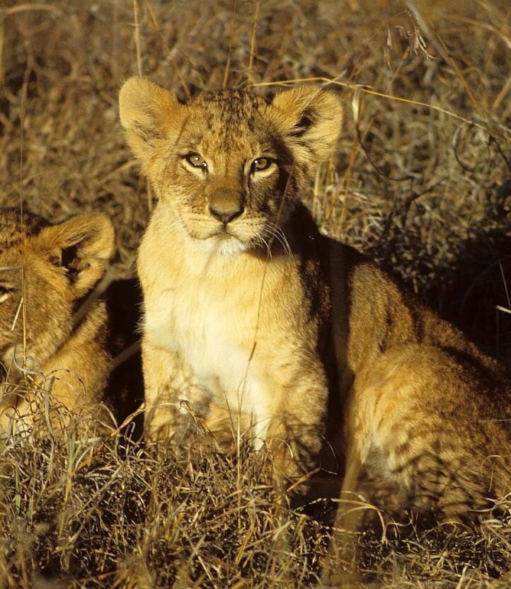 Two lion cubs sit in the grass