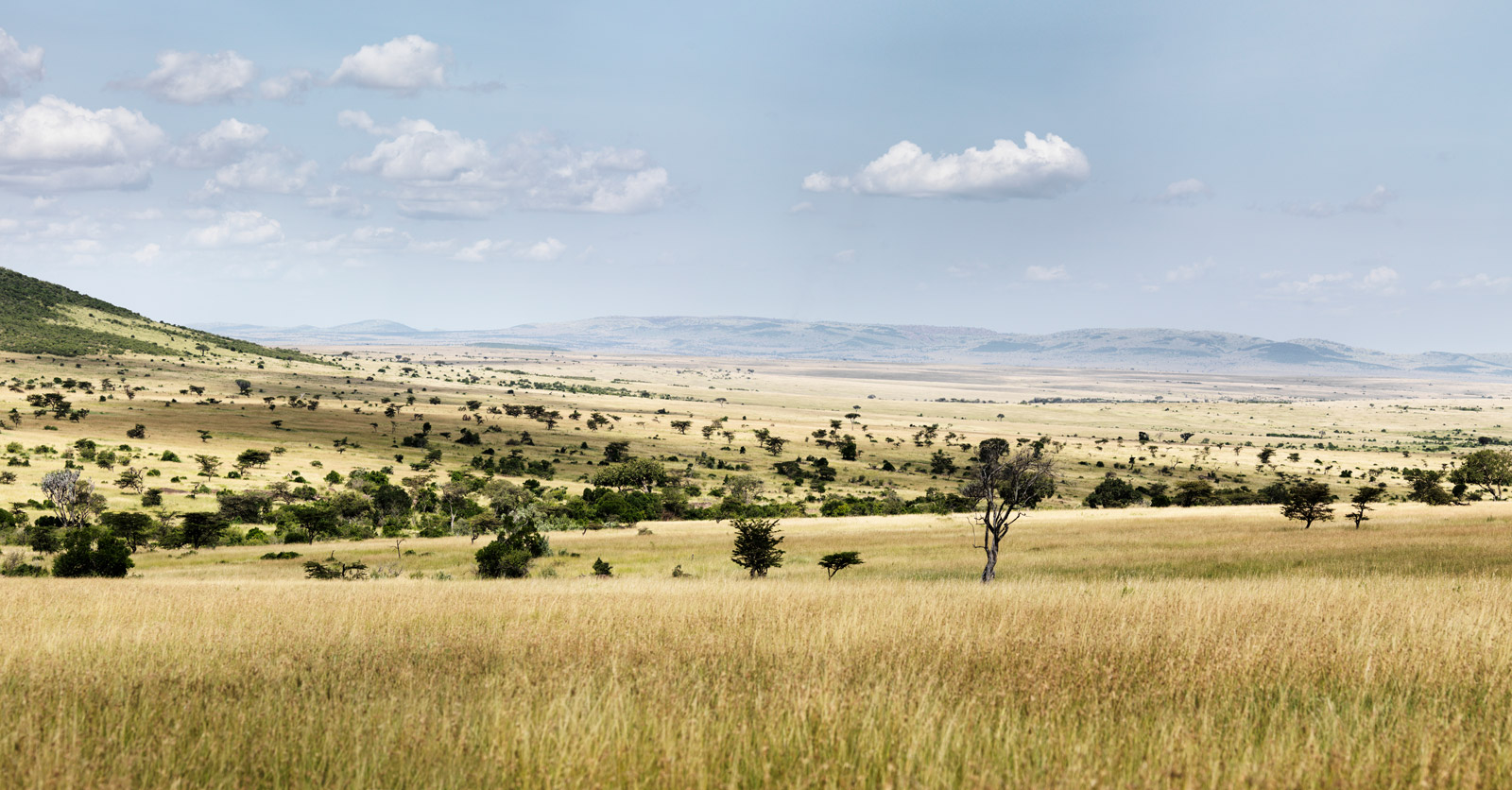 Safari landscape