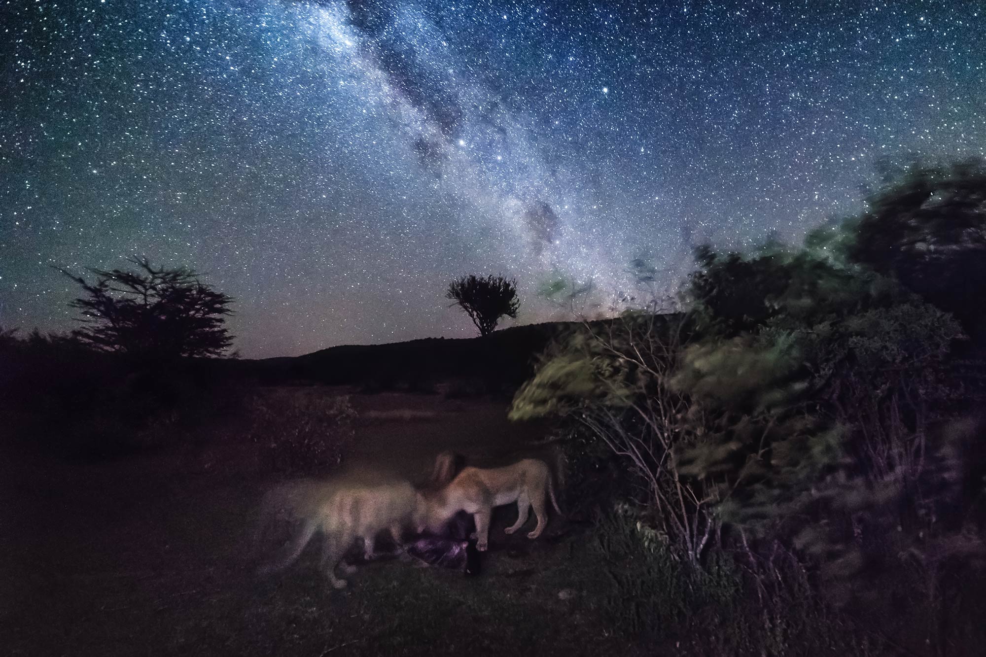 Lions eating prey under the stars