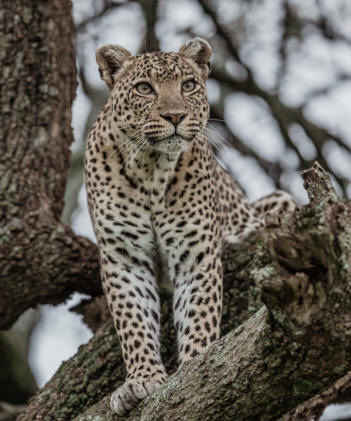 female leopard sitting in a tree
