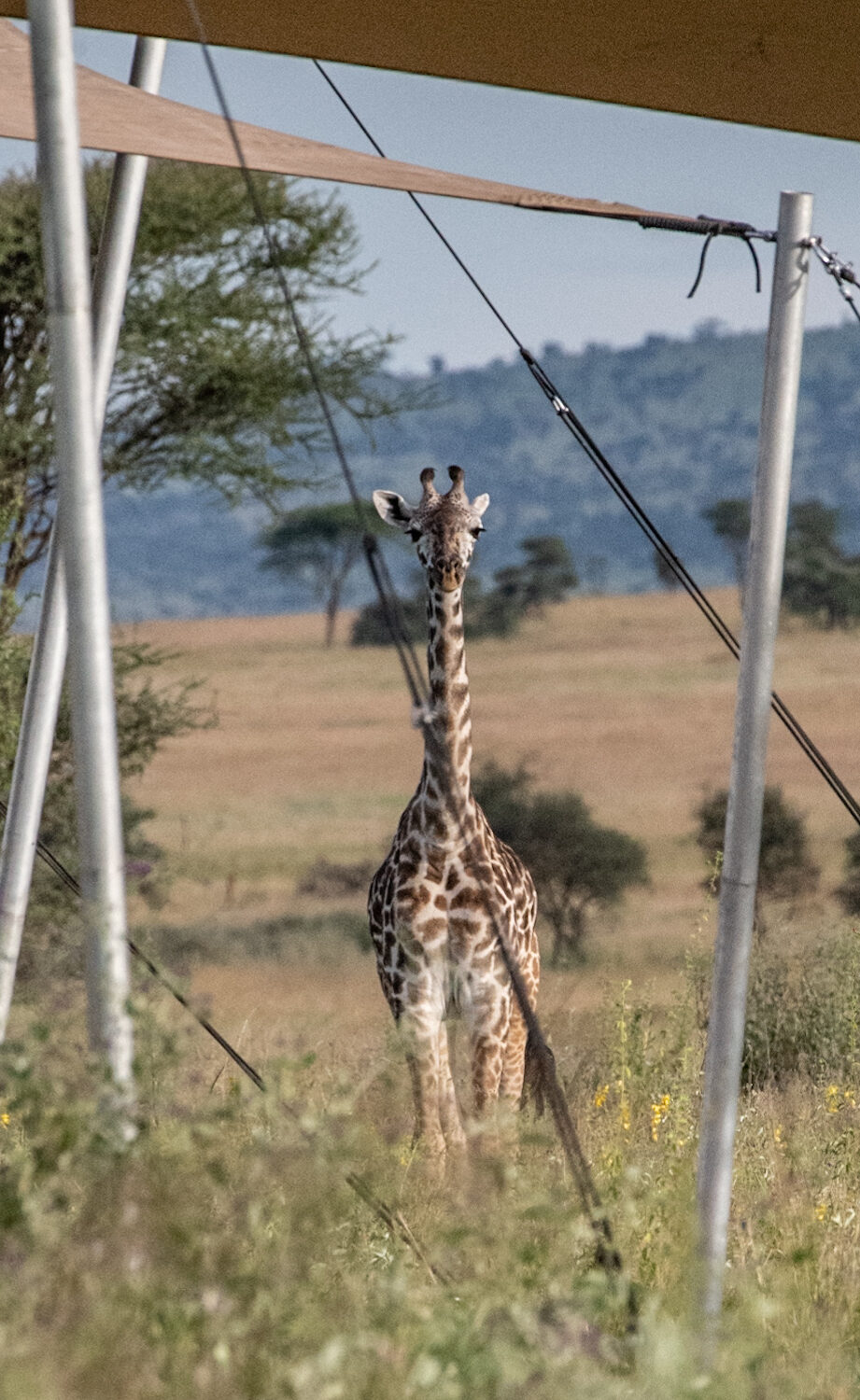 young giraffe standing in camp grounds 