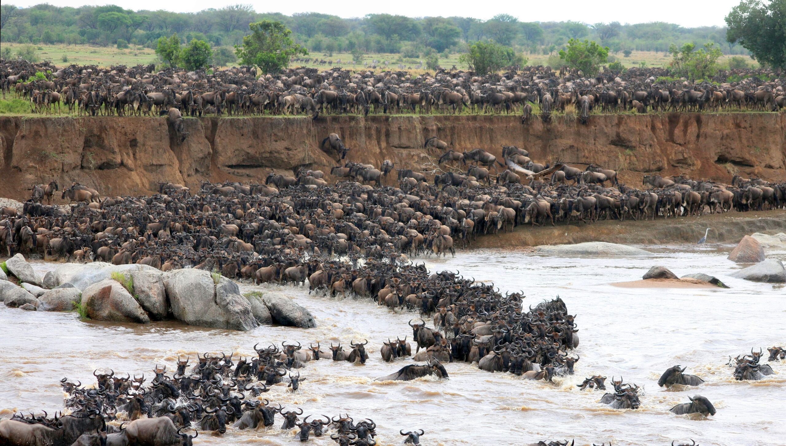 Southern, Mid or Northern Serengeti: where to go, to spot the migration?