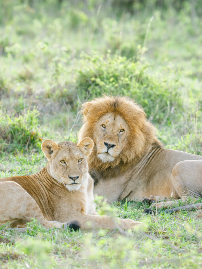Lions on a Bushtops safari