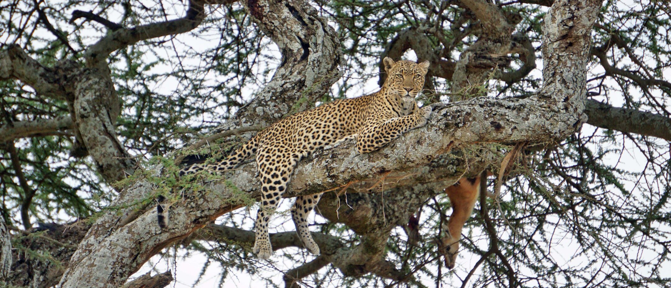 Leopard in a tree with a kill