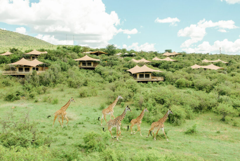 giraffes roam wild at mara bushtops camp
