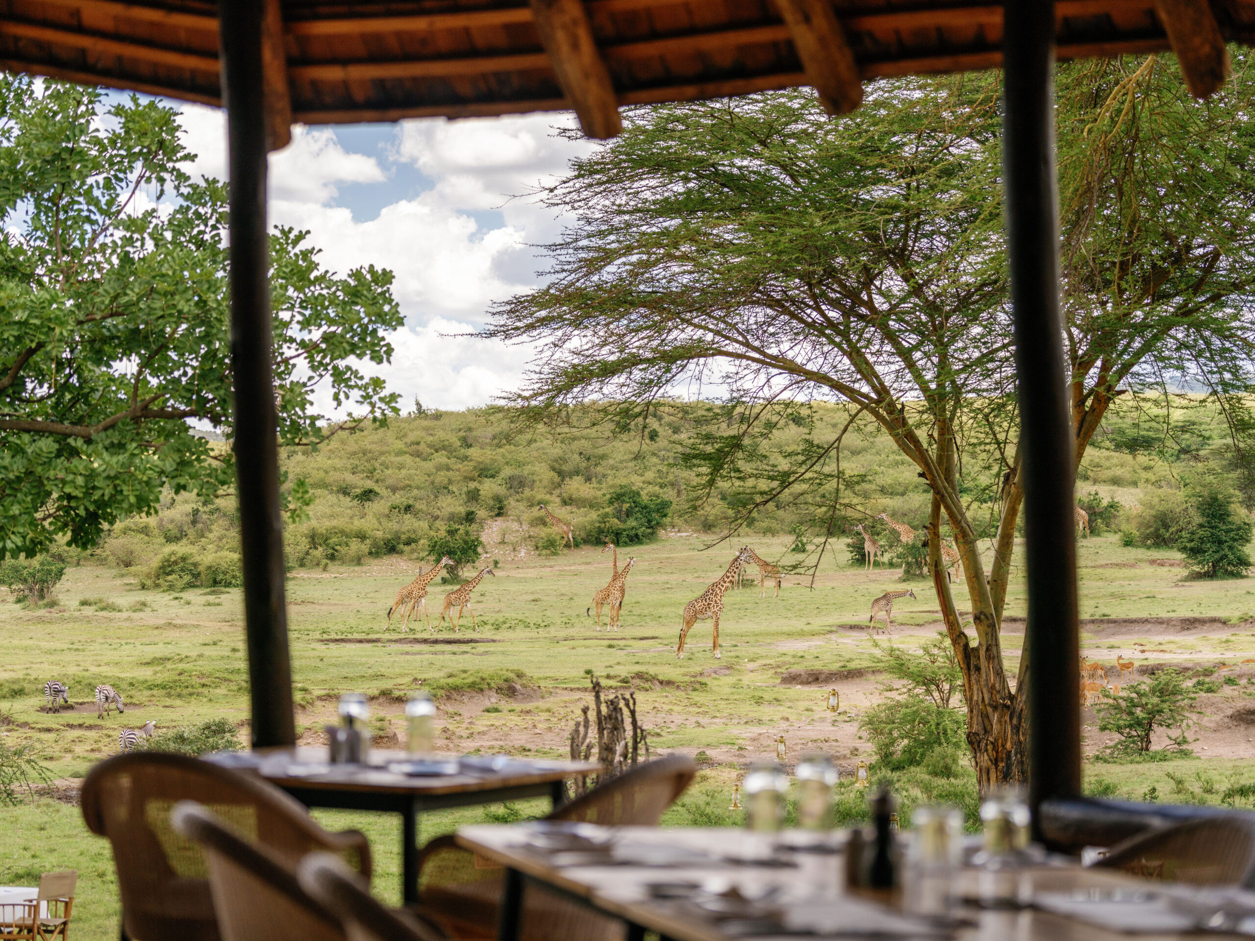 mara bushtops restaurant overlooking giraffes at salt lick