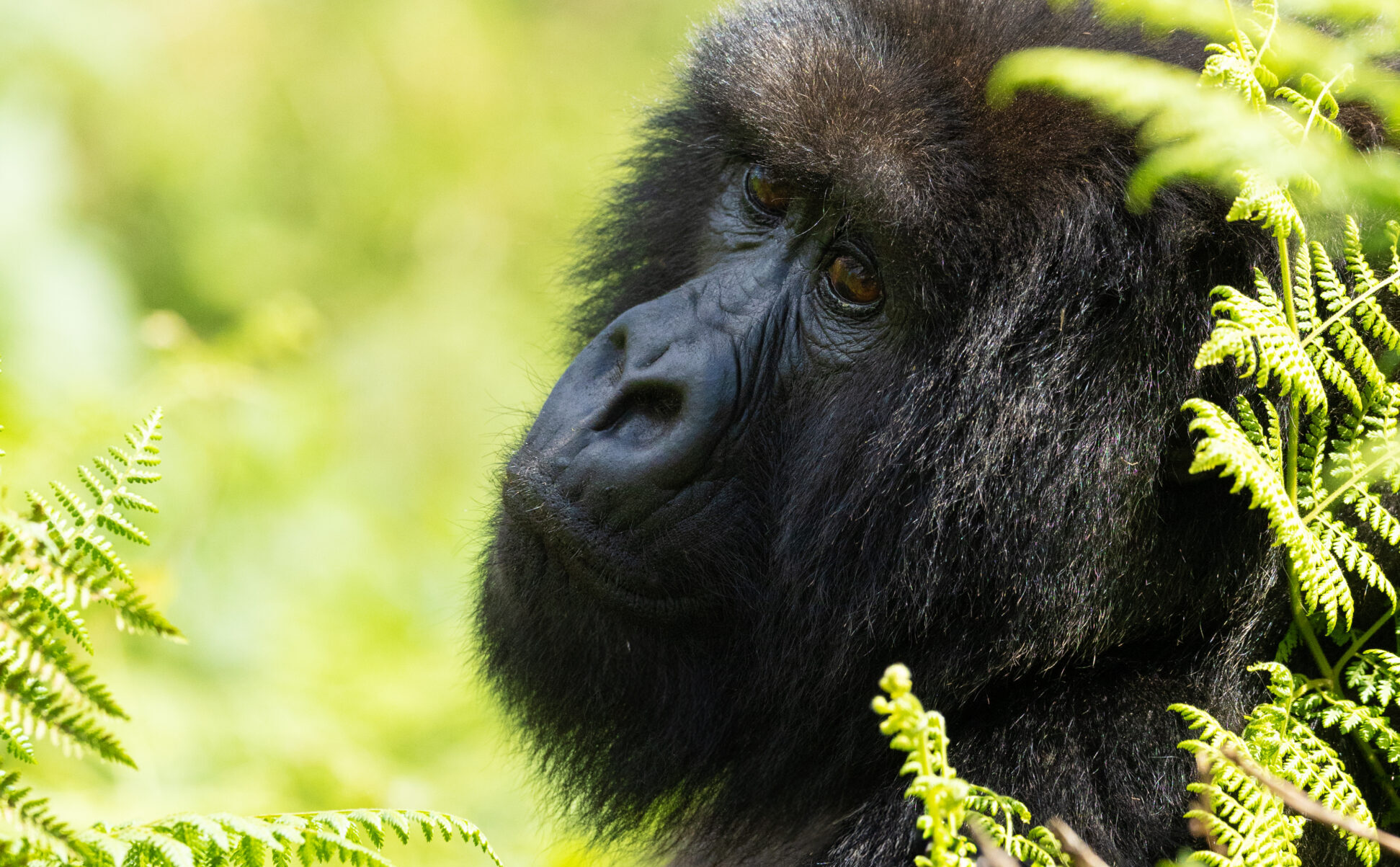 a gorilla in the grass