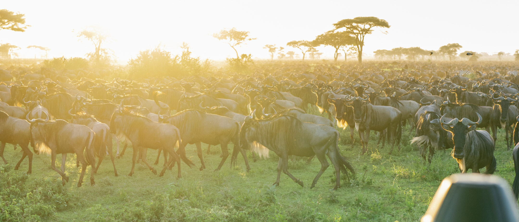 Luxury safari Masai Mara