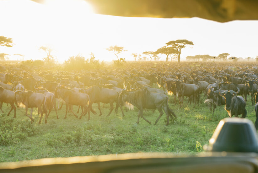 Luxury safari Masai Mara