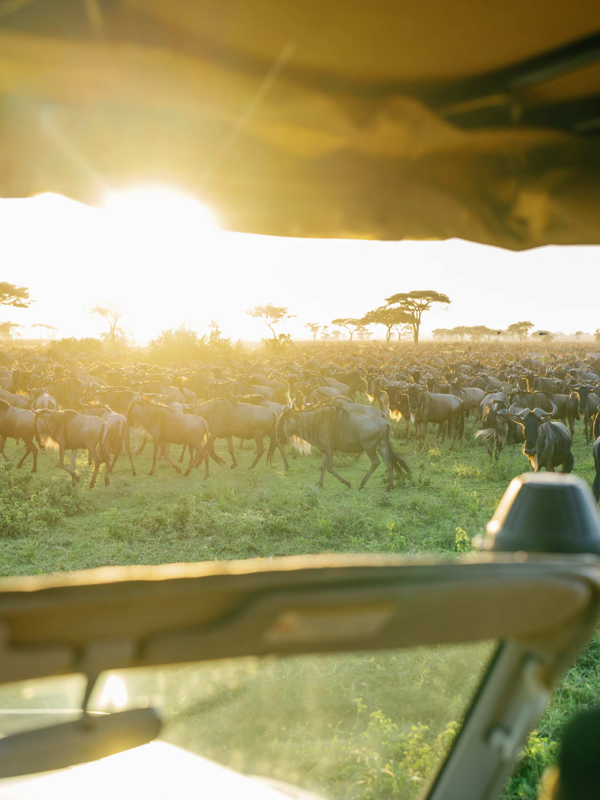 Luxury safari Masai Mara