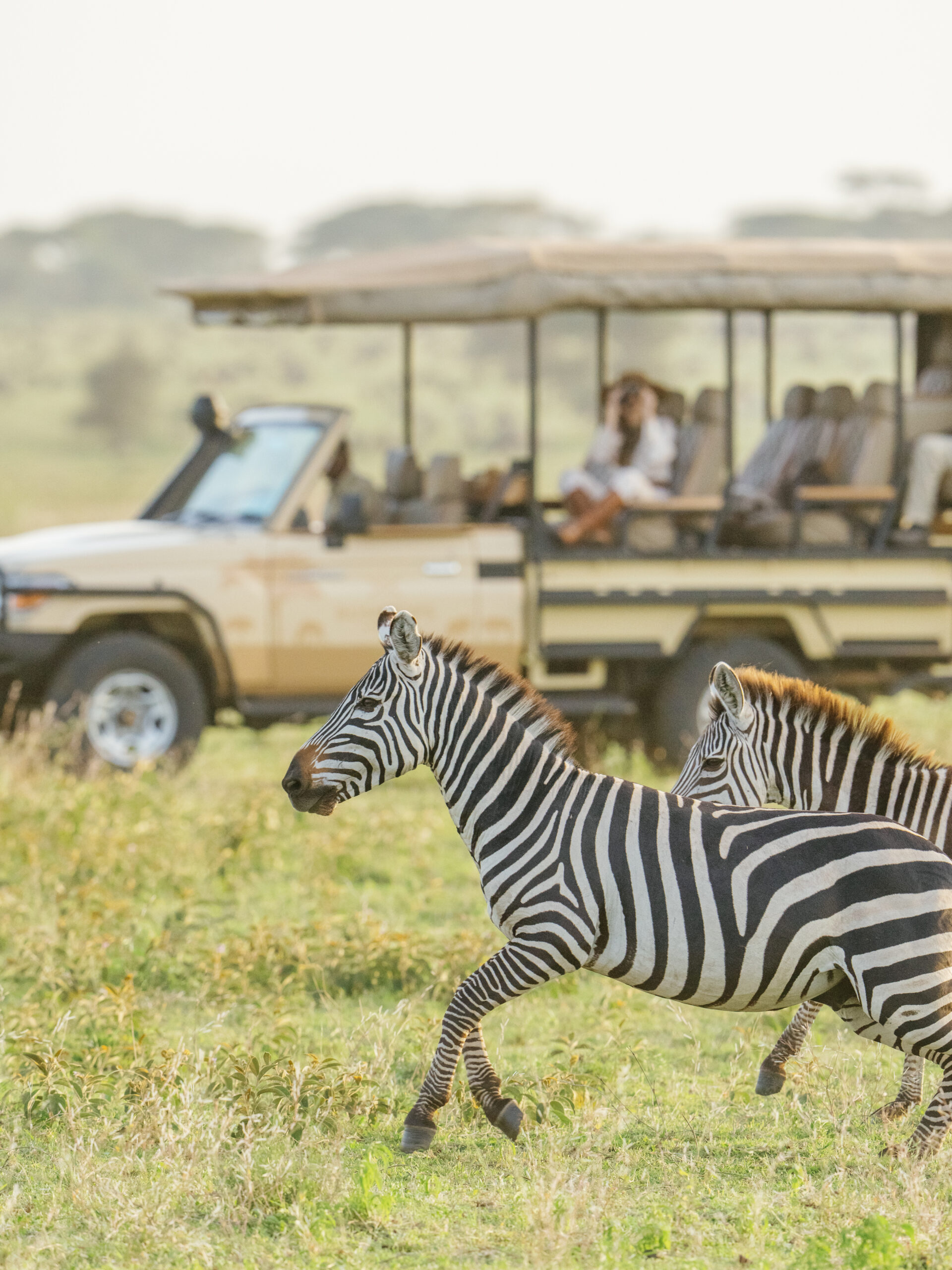 First wave of the 2025 Great Migration with herds entering Masai Mara