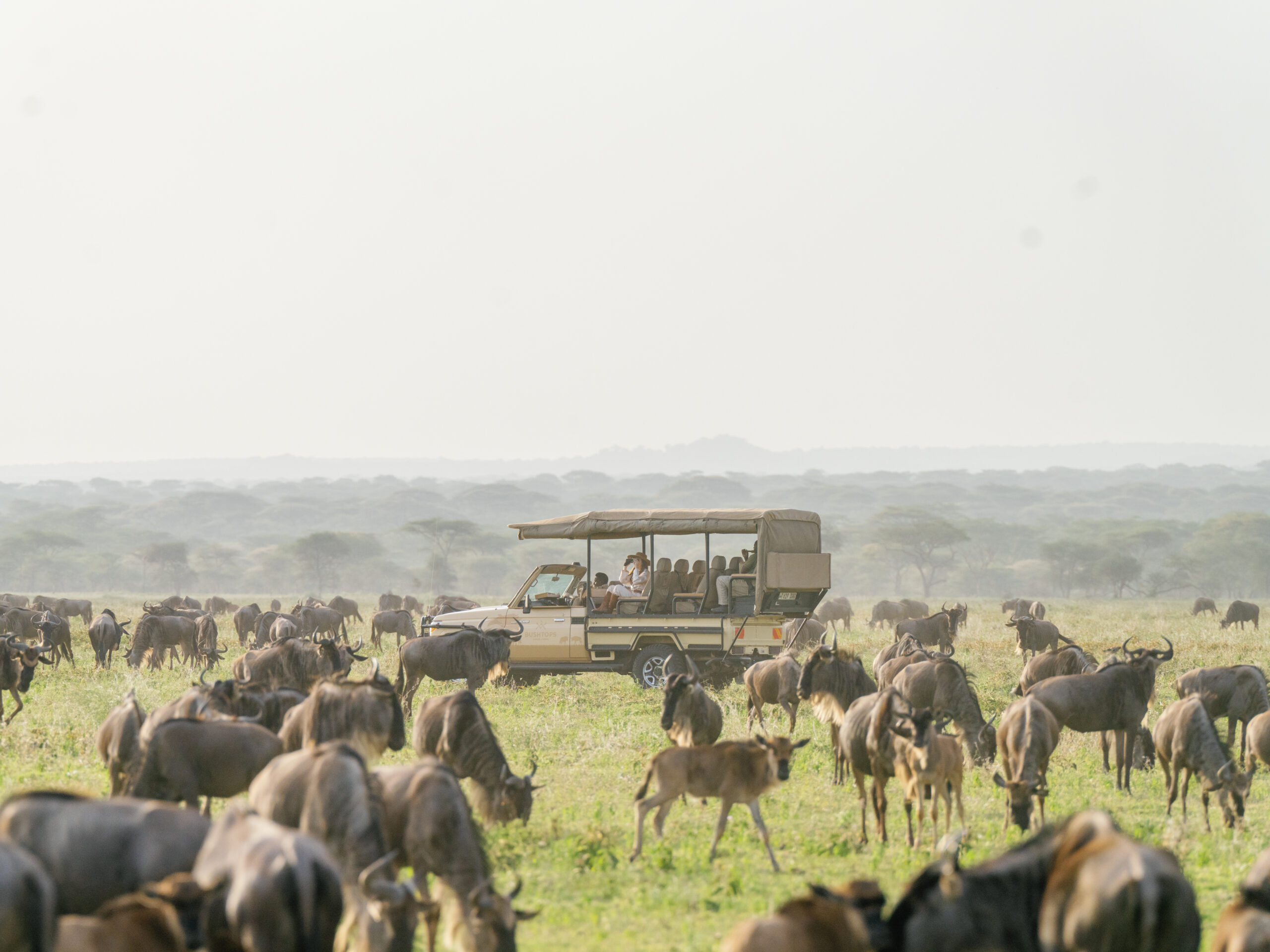 The Great Migration in East Africa
