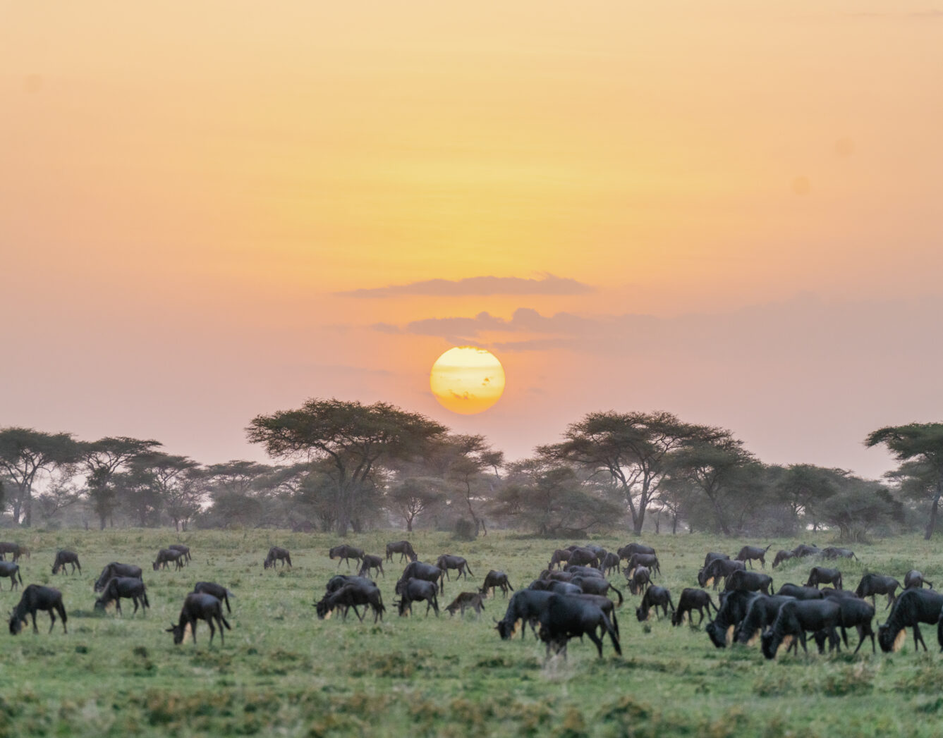 The Great Migration in Serengeti