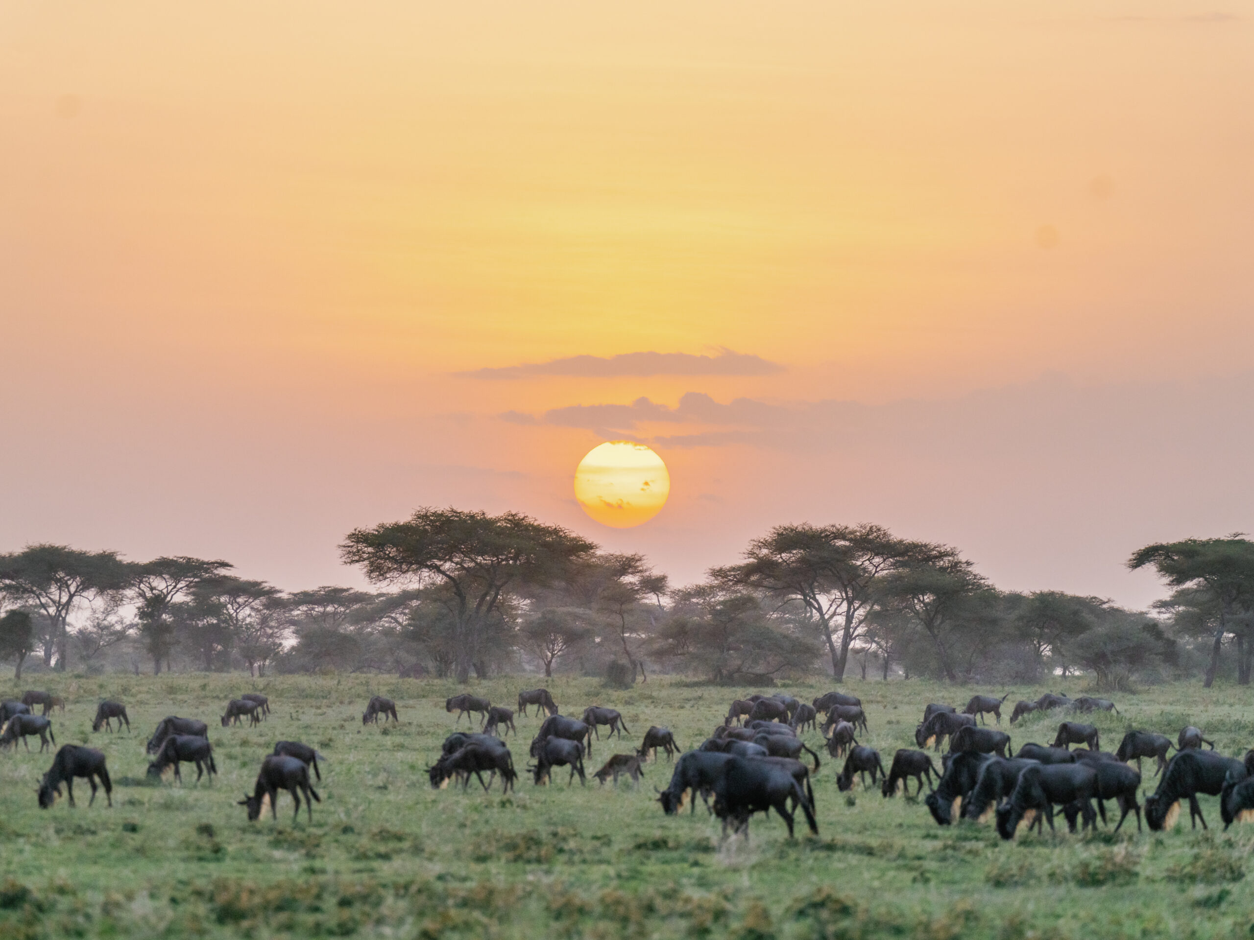 The Great Migration in Serengeti 