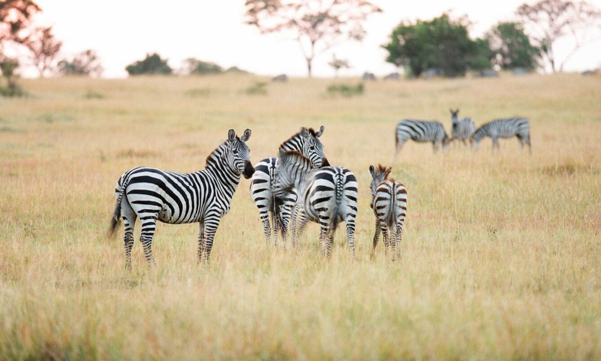 LuxurysafariKenya