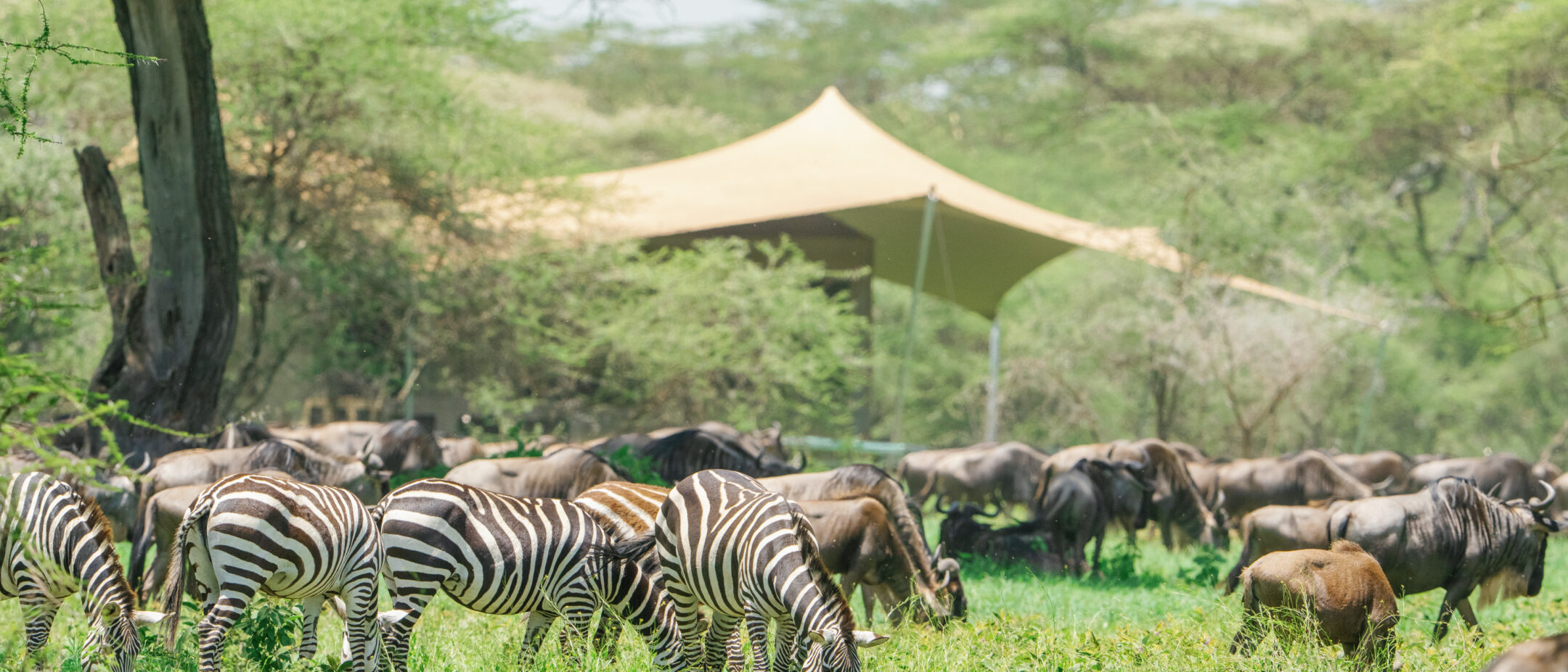 Safari Lodges in Tanzania