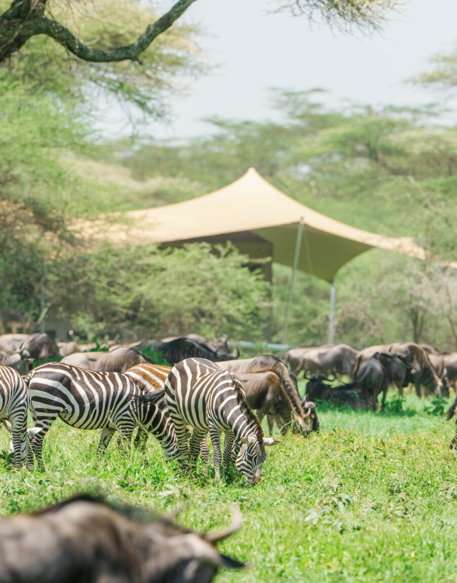 Safari Lodges in Tanzania