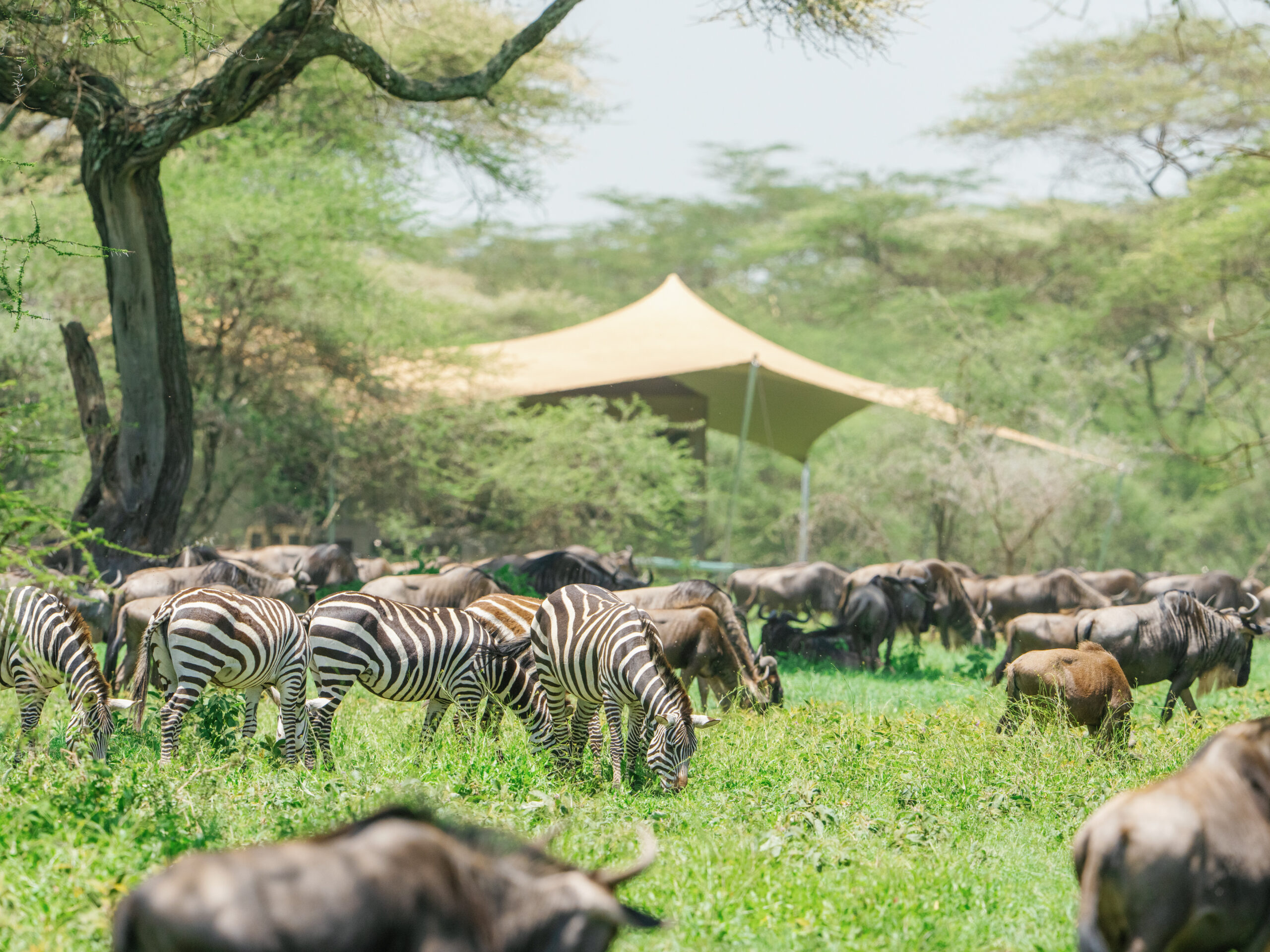 Safari Lodges in Tanzania