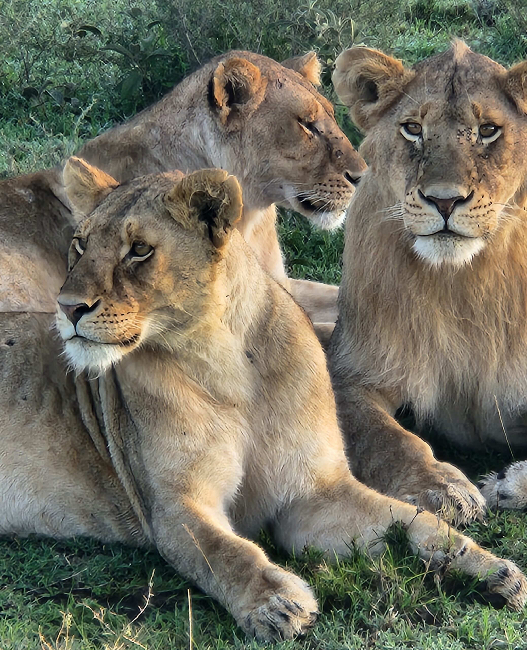 pack of lions seen on a safari game drive in Africa