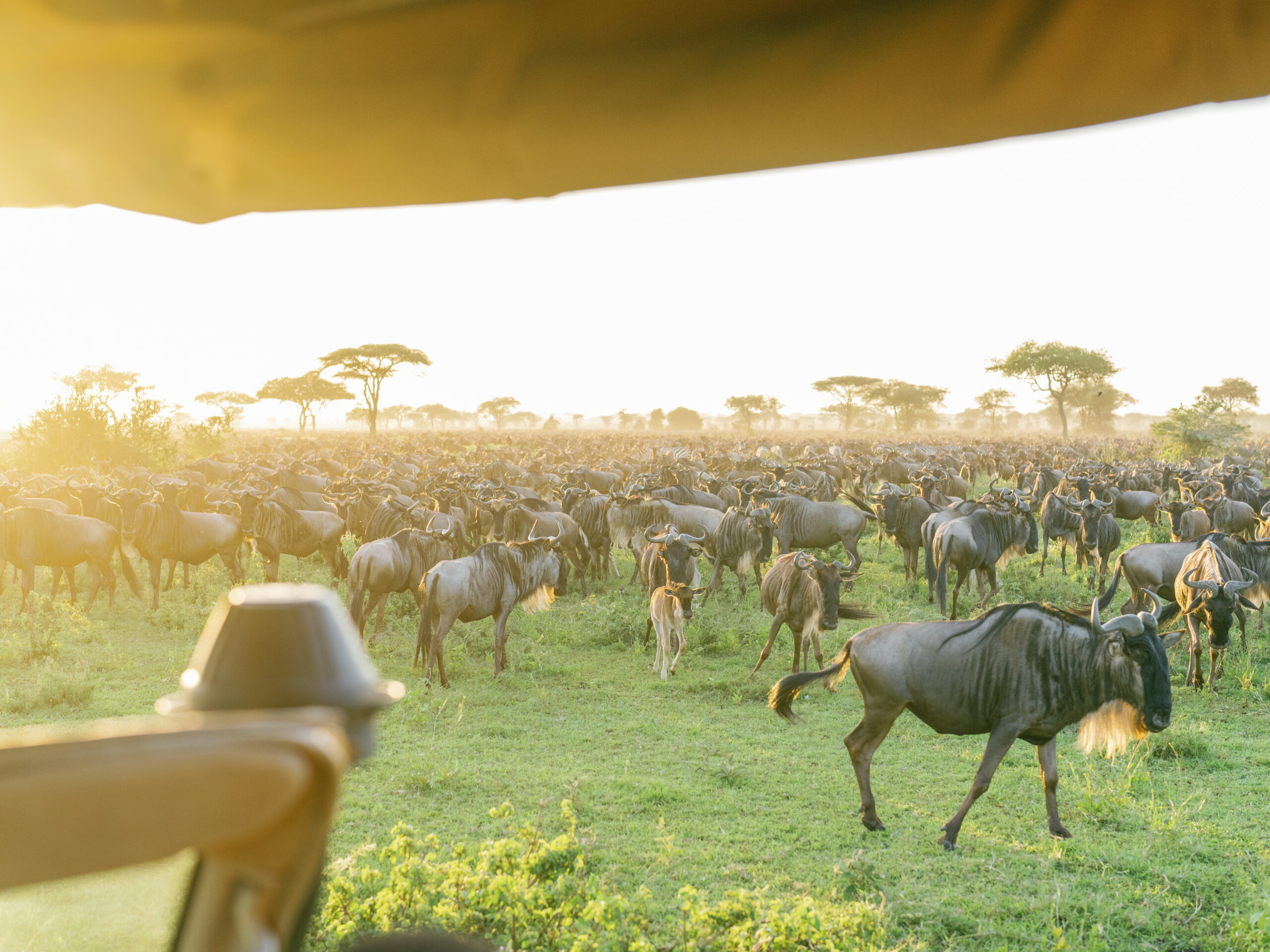 game drive to see wildebeest migration 